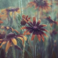 Shadow Anna - photographer