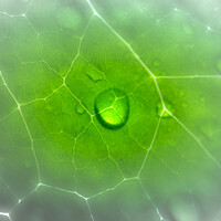 Ata Hassanzadeh Dastforoush - photographer