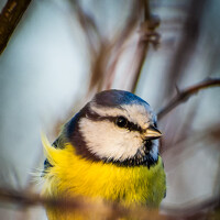 Sofia Belyaeva - photographer