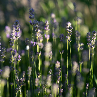 Hanna Zhamoida - фотограф