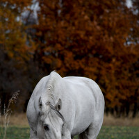 Кристина Данилюк - photographer
