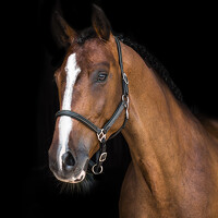 Регина Сова - photographer