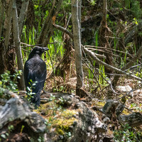 Aleksandr Kadyshev - photographer