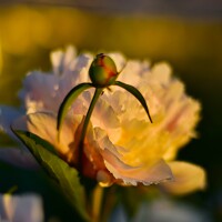 Ольга Альт - photographer