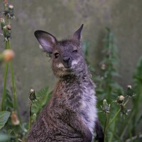 Ирина Салминен - photographer