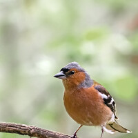 Николай Николаенко - photographer