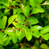 Nitish Kumar - photographer