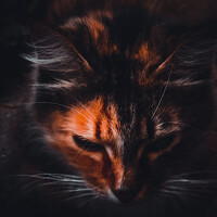 Дмитрий Фадеев - photographer