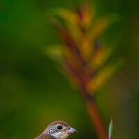 Lucas Oh - photographer