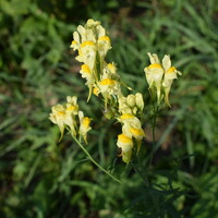 Анастасия Аюшева - photographer