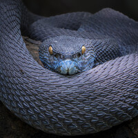 Zhi Heng Lee - photographer