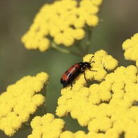 Жанар/Zhanar Джаксыбаева/Dzhaksybaeva - фотограф