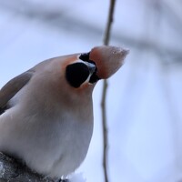 Ирина Лисовец - photographer