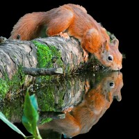 Michael Gault - фотограф