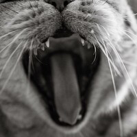 Роман Суковач - photographer