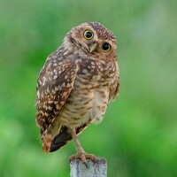 Luiz Augusto Magina - photographer