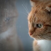 Наталья  Тапилкина - photographer