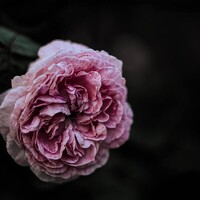 Алеся - photographer