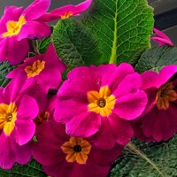 Hormat Alakbarova - photographer