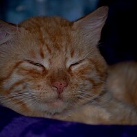 Adrian Alvarado - фотограф