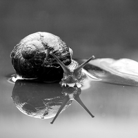 Sergey Voronin - фотограф