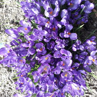 ОЛЬГА ПИНЧУКОВА - photographer