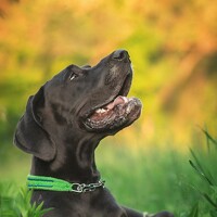 Ангелина Ледовская - photographer