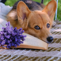 Валерия Дурнева - photographer