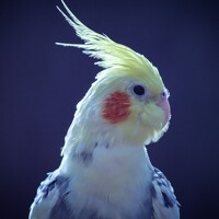 Елена Санникова - photographer