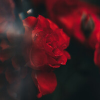 Екатерина Алексеева - photographer