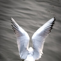 Елена Болдырева - photographer