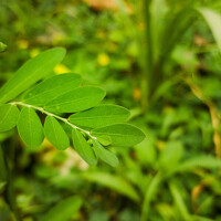 Vedant Kalore - photographer