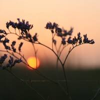Ірина Гаража - photographer