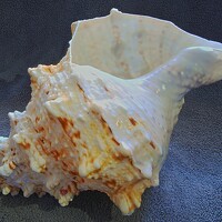 Уктам Джалалов - photographer