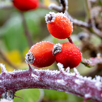 Valery Tikhomirov - photographer