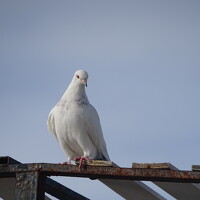 Ирина Владимировна - photographer