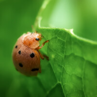Sandipan Mukherjee - фотограф