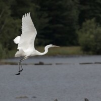 Елена Амозова - photographer