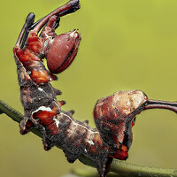 Jacob Ng - фотограф