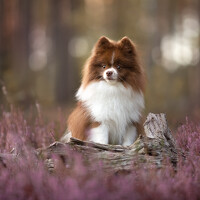 Евгения Костусева - фотограф