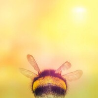 Yuan Ji - photographer