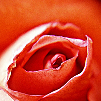 Kandubasha - photographer