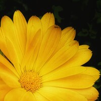 Harshi Edirisinghe - photographer