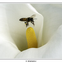 HEMAMALI GUNASEKARA - photographer