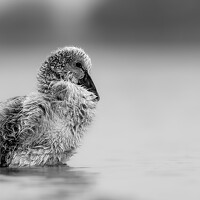 Kirtesh Mahant - photographer