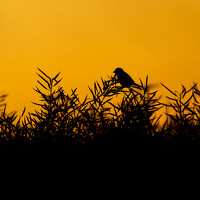 Роман Данильчик - фотограф