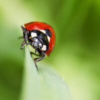 Алёна - photographer