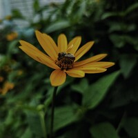 Виктория Дайлидова - photographer