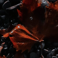 Лиса - photographer