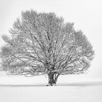 Tommaso Henry Corona - photographer